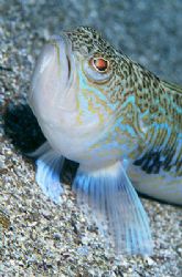 Trachinus spp. The first 3 spines of the dorsal fin of th... by Arthur Telle Thiemann 